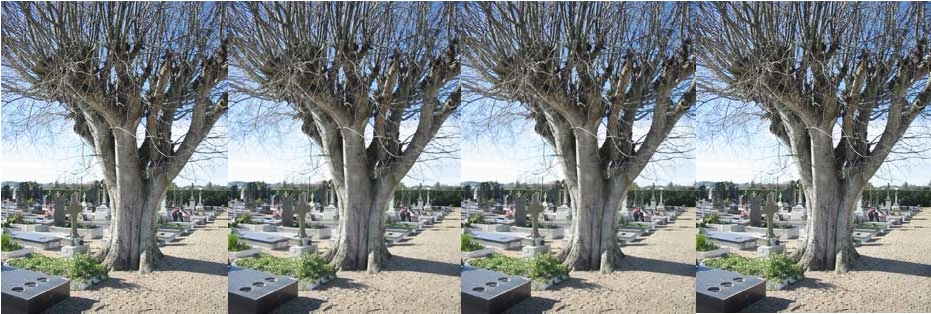 El árbol del&nbsp;indio